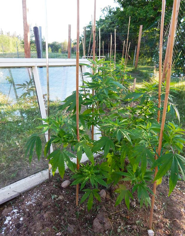 Куст конопли в ауте огражденный от ветра