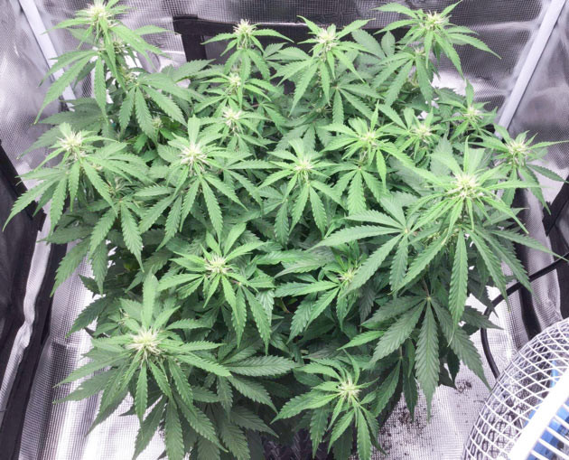 Концентрация удобрений Годзилла кукис авто