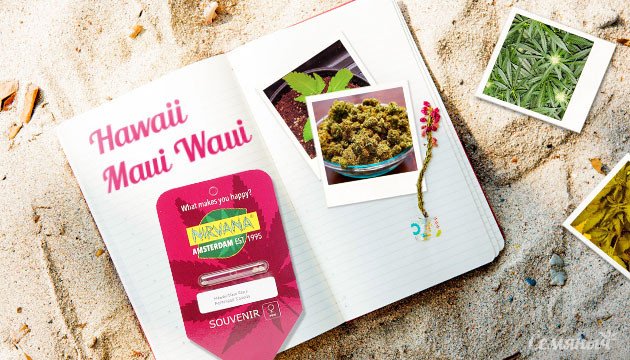 Гроурепорт сорта Hawaii Maui Waui