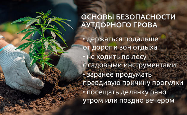 Конопля в естественной среде вдали от жилых зон