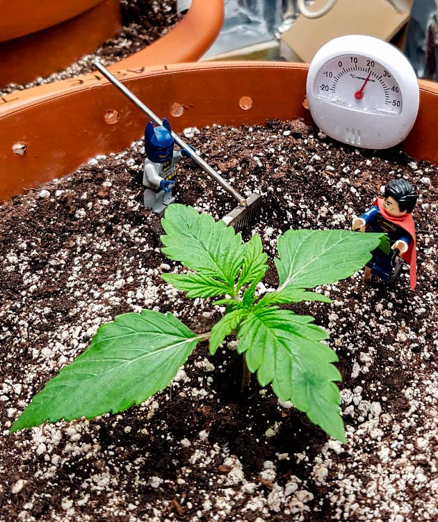 Начало выращивания конопли Zkittlez Auto