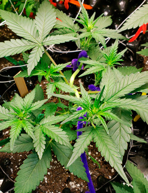 Куст после LST