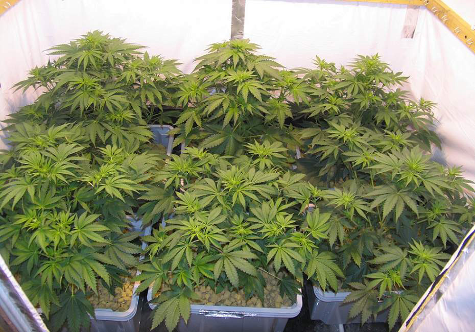 Начало цветения Jack Herer