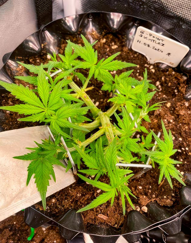 Куст Gorilla Zkittlez Auto от FastBuds на 4 неделе