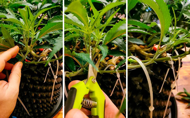 Обрезка куста при микрогровинге куста каннабиса