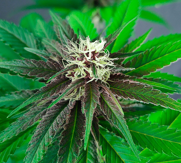 Темно-фиолетовая шишка