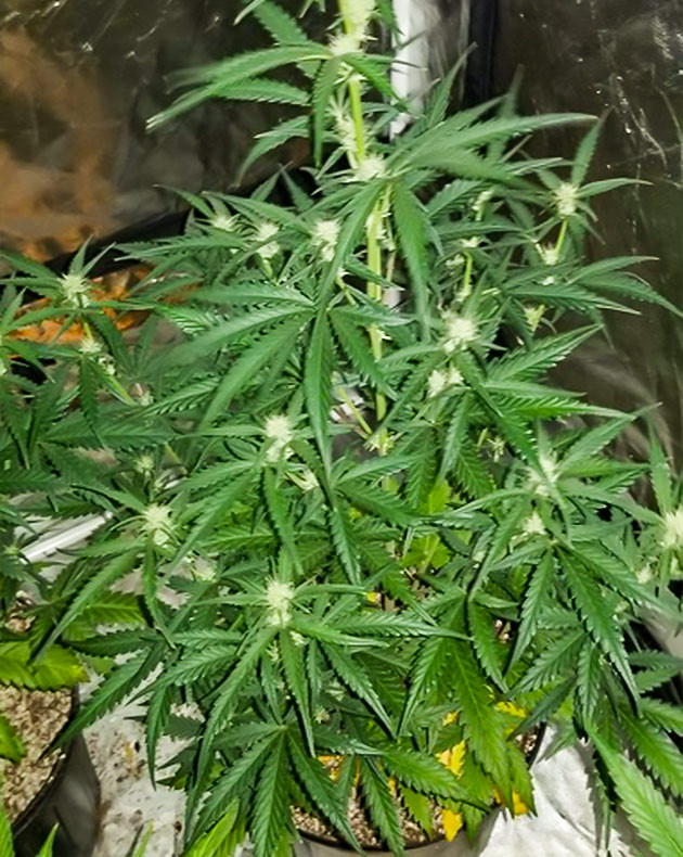 Куст конопли с желтыми нижними листьями