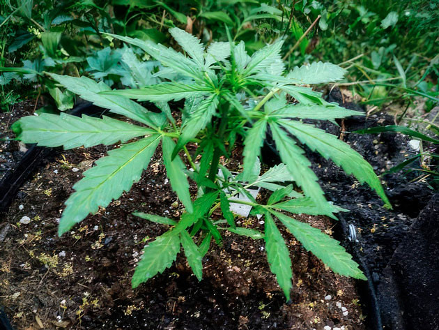 Titan F1 Auto ростом 25 см