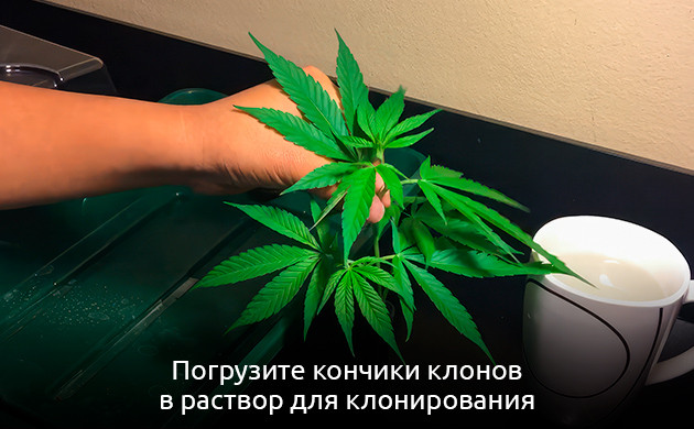 Клоны конопли после погружения в раствор