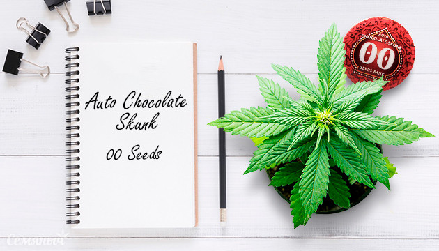 Выращивание сорта конопли Auto Chocolate Skunk в гидропонике