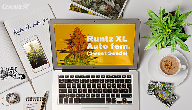 Выращивание сорта Runtz XL Auto