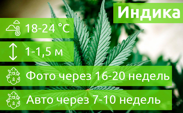 Условия и сроки созревания Индики