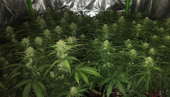 Внешний вид Jack 47 Auto на 7 неделе выращивания