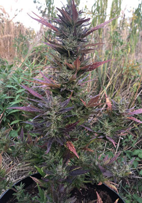 Цветущая Pineapple Express Auto перед харвестом