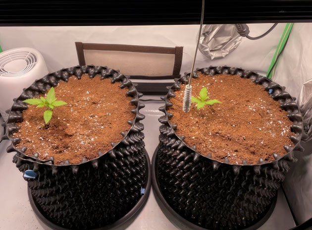 Ростки Apricot Auto от FastBuds на 1 неделе