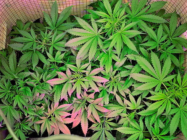 Кусты ростом 40 см