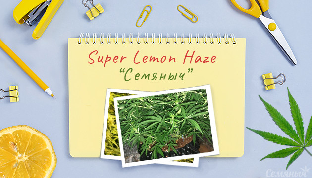 Выращивание сорта Super Lemon Haze