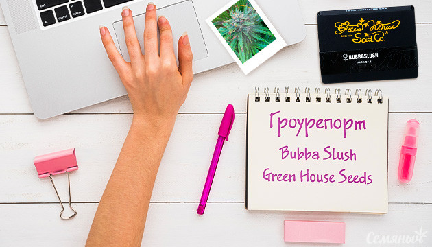 Гроурепорт сорта марихуаны Bubba Slush