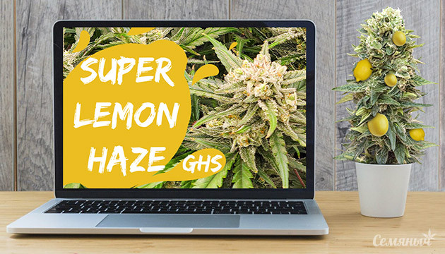 Гроурепорт сорта марихуаны Super Lemon Haze Auto