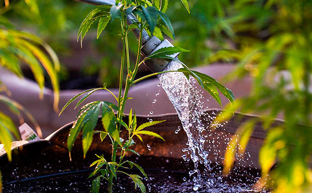 Соблюдайте правильное расстояние между растениями