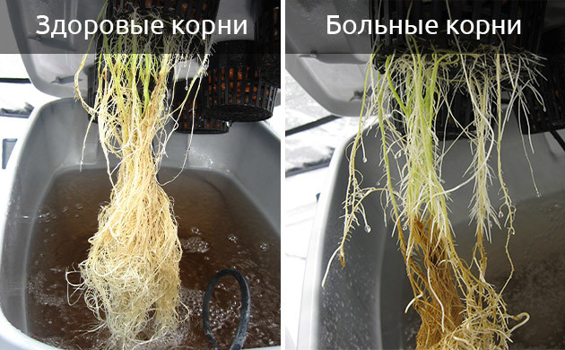 Симптомы болезней корневой системы