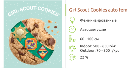 Girl Scout Cookies Auto 