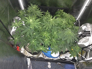 Кусты Gorilla Auto на 5 неделе выращивания