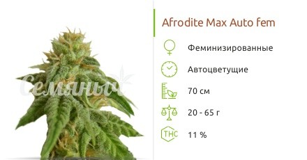 Afrodite Max Auto fem от Kannabia Seed Company