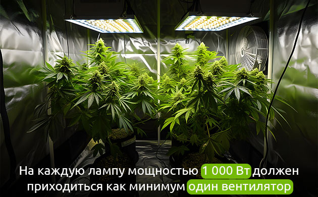 Циркуляция воздуха и здоровье растений