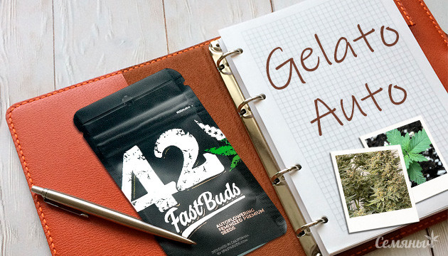 Выращивание сорта конопли Gelato Auto в кокосе