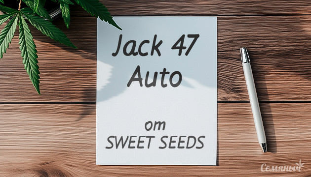 Выращивание марихуаны Jack 47 Auto
