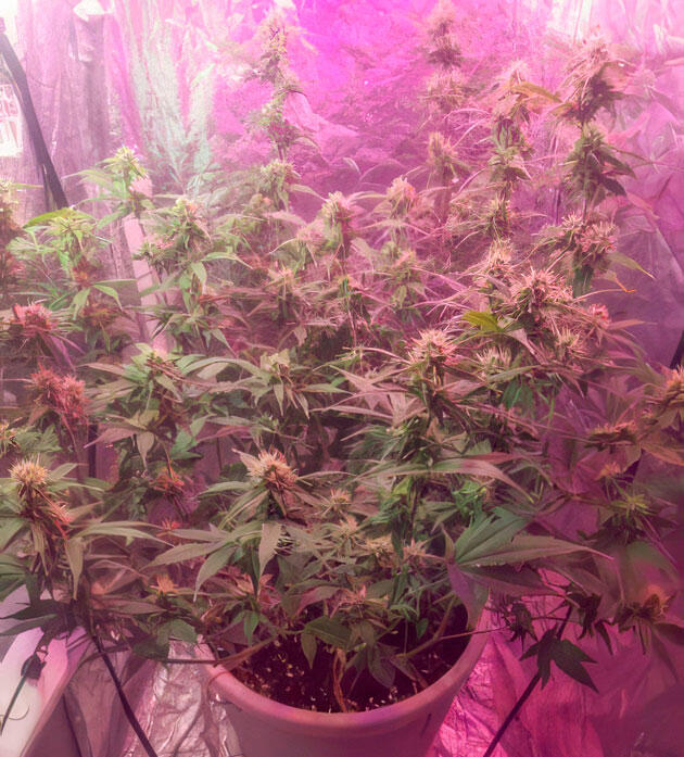 Куст Wedding Cake Auto от сидбанка Семяныч на 9 неделе