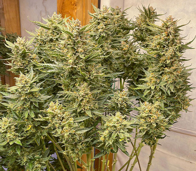 предхарвест кустов Gelato Auto