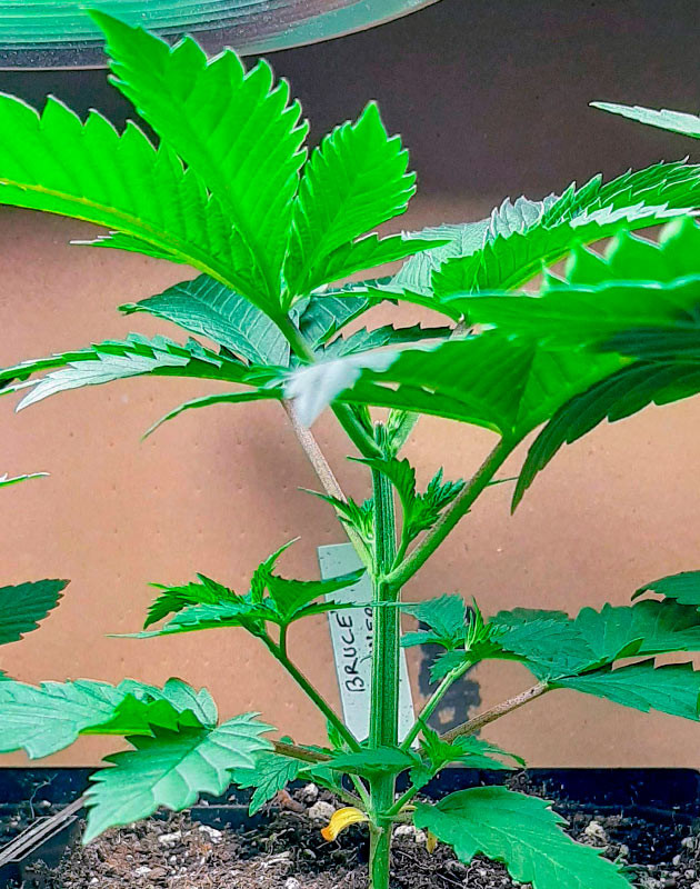 Куст Bruce Banner от Семяныч ростом 10 см