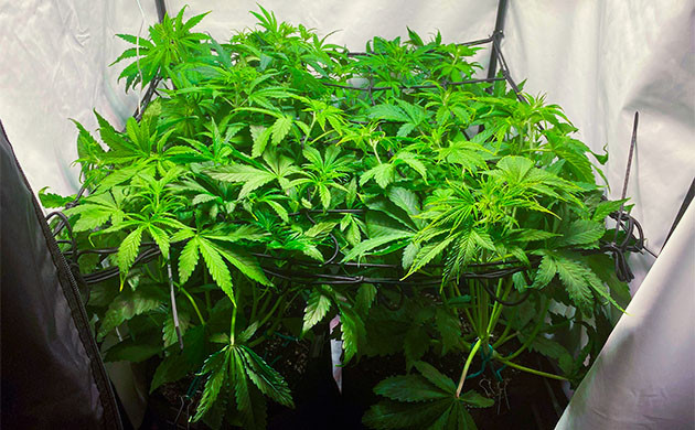 Установка сетки скрог