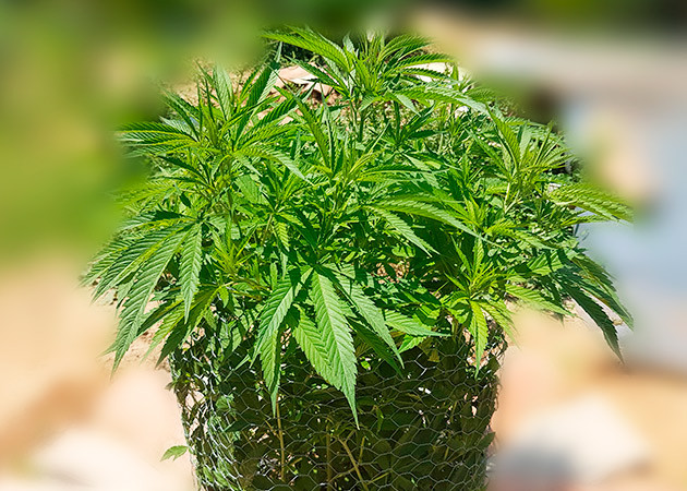 Стимуляция роста куста Runtz Muffin