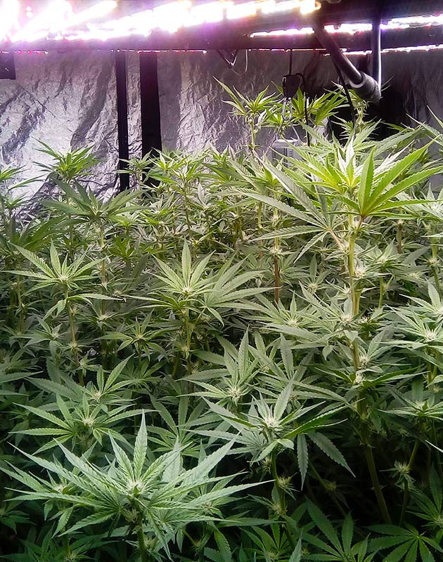 Соцветия с белыми стигмами на кусте