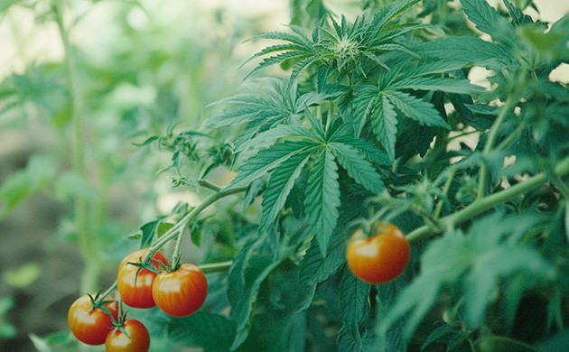 Выращивание в аутдоре