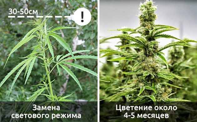 Время цветения и смена светового режима