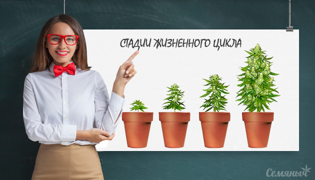 Этапы развития каннабиса