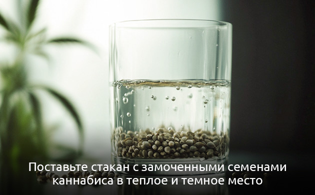 Замачивание семян конопли для микрозелени