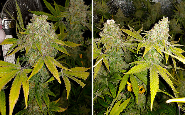 Шишки Tutankhamon от Pyramid Seeds