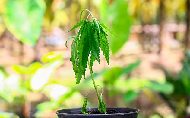 Последствия чрезмерного полива рассады