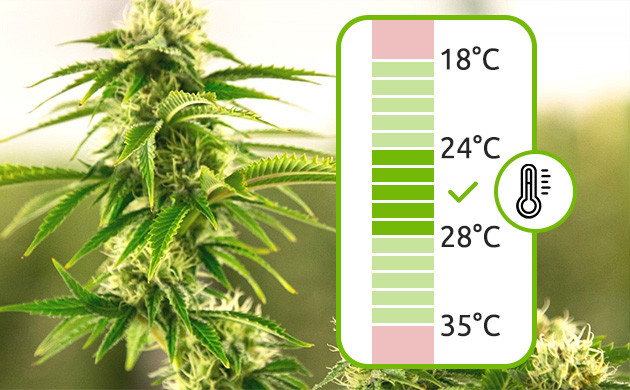 Оптимальная температура для сативы 18 - 35 °C