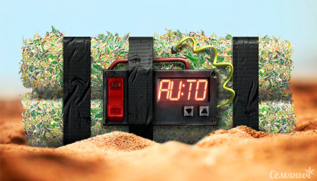 Сорта автоцветов с высоким содержанием ТГК