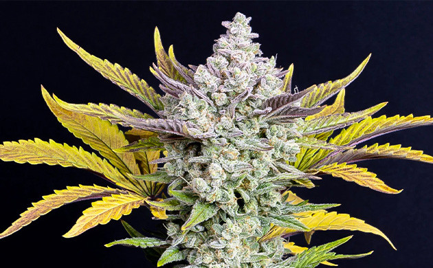 Создание легендарного сорта