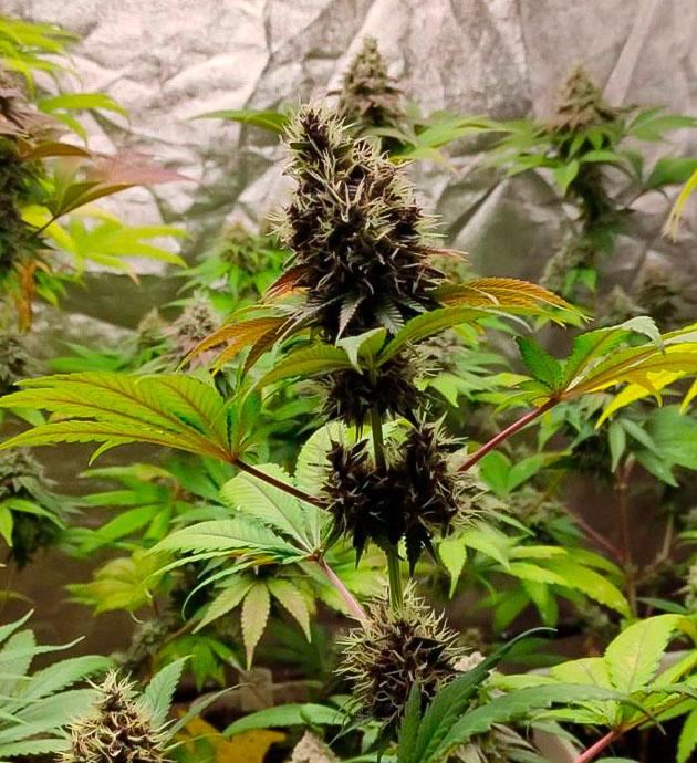 Кусты Blueberry Hill от Herbies Seeds на 9 неделе выращивания