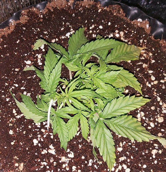 Желтые листья Super Lemon Haze