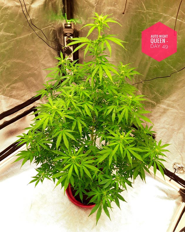 Рост куста 88 см на 49 день выращивания