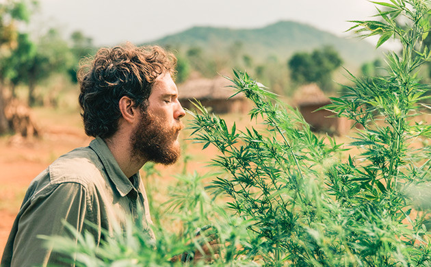 Вкусоароматические свойства и терпеновый профиль